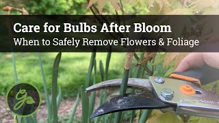 Care for Bulbs After Bloom - When to Safely Remove Flowers & Foliage