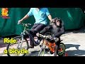 very good..........Watching Chimpanzee ride on bicycles with people