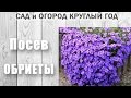 Цветы Обриета. Посев семян