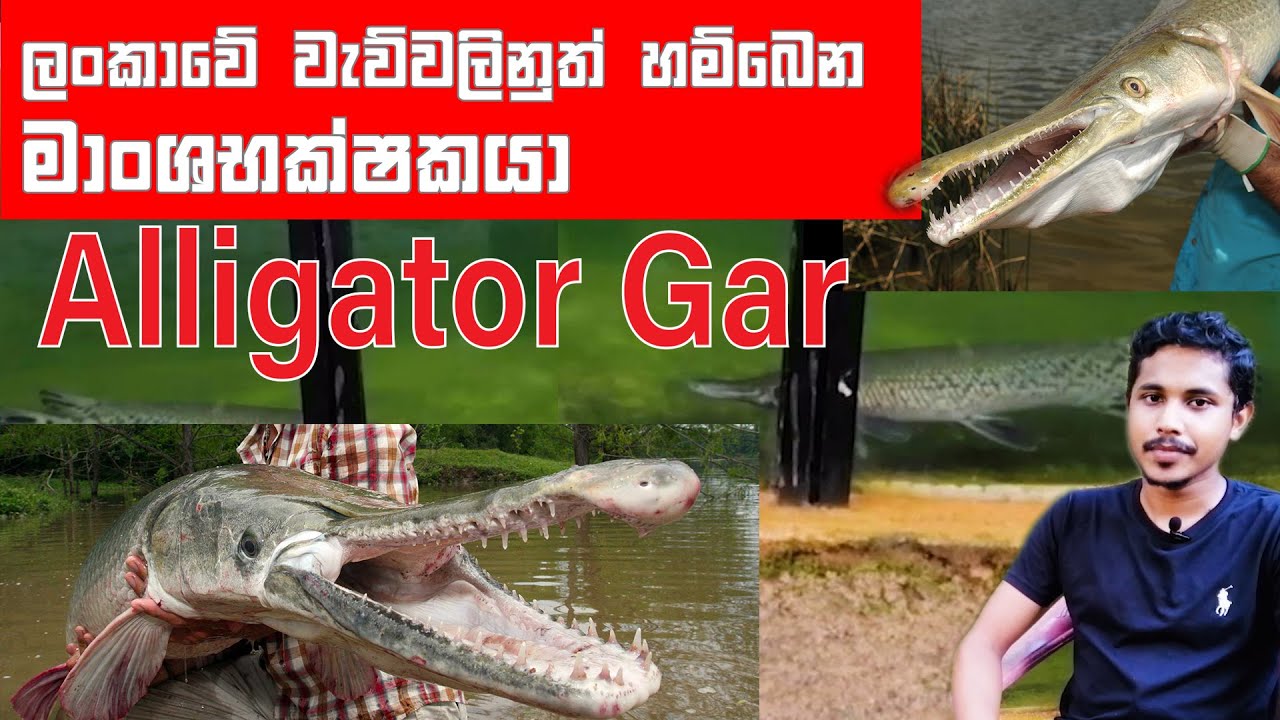 Alligator Gar fish care 