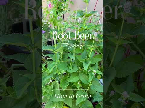 Video: Što je Root Beer Hyssop - Savjeti za uzgoj izopa za zalazak sunca u vrtu