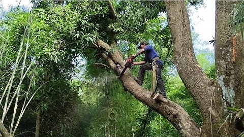 Cưa hạ cây xoài siêu siêu to khủng lồ , Máy Cưa G4500 .Cưa cây kỹ thuật cao