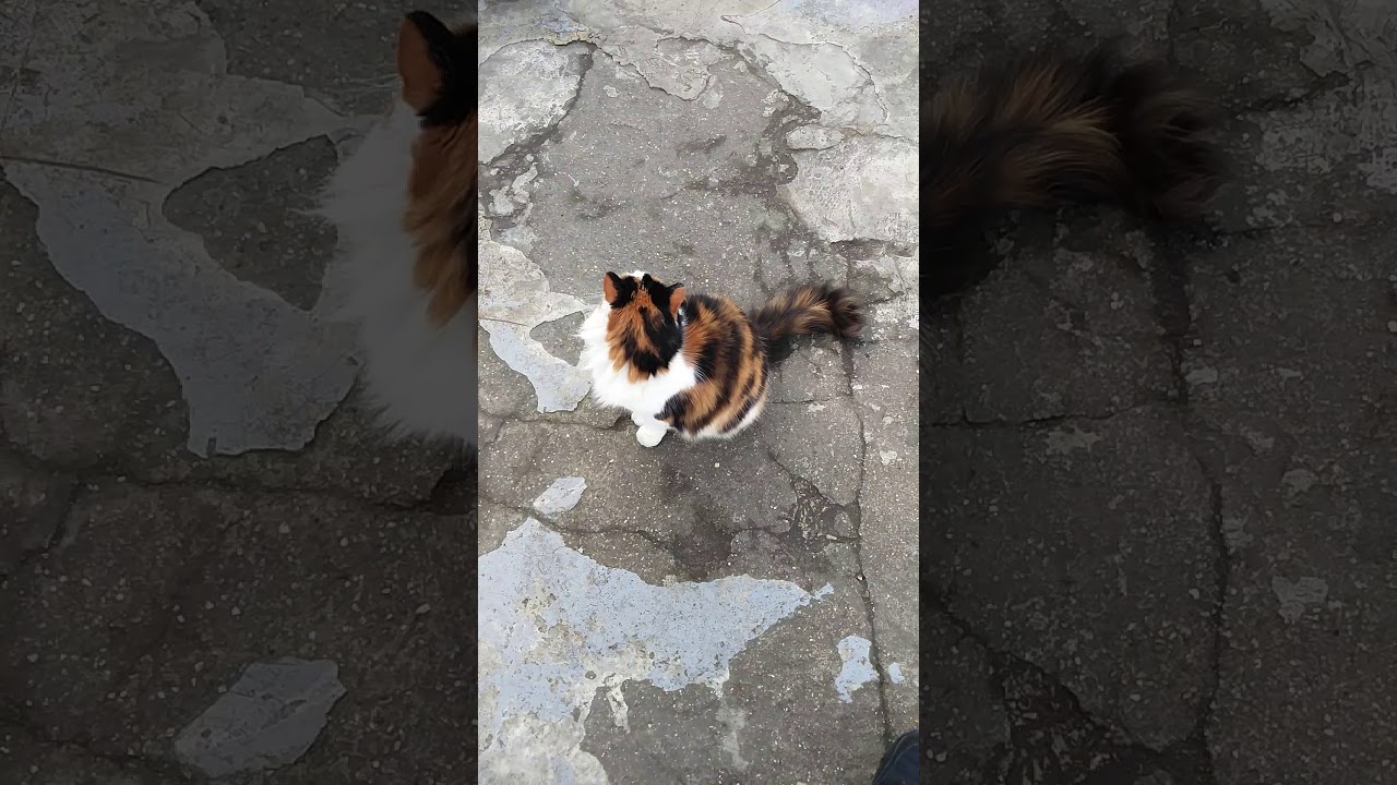 Colorful cat - YouTube