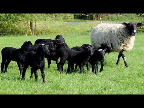 Video: Prolévají romanovské ovce?