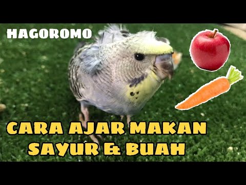 Video: Apa Makanan Kegemaran Budgerigar