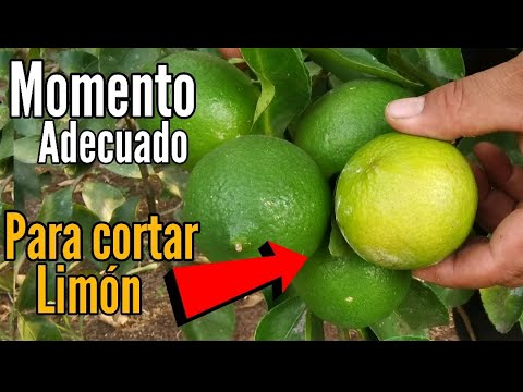 Video: ¿Cuándo cosechar las limas tahitianas?