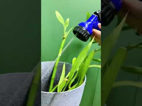 Video: Jardinería con mangueras de remojo - Cómo aprovechar los beneficios de las mangueras de remojo