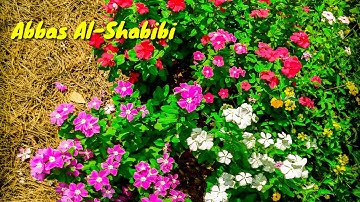 والأرض وضعها للأنام / مقطع من أروع تلاوات الشيخ عبد الباسط عبد الصمد رحمه الله