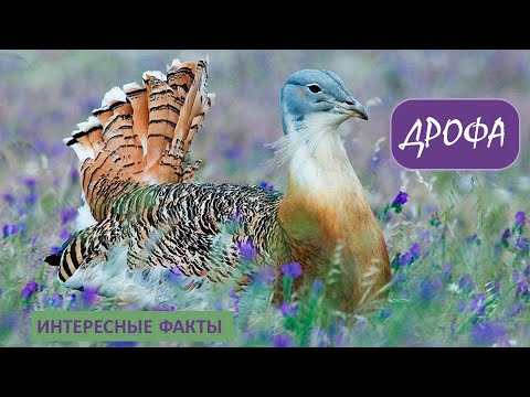 ДРОФА🐦/Птицы/Животные/Интересные факты