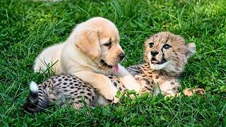 The Cheetah Who Refused to Live Without His Dog