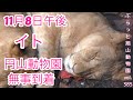【速報:ライオン】イト円山動物園移動完了!クレイとの同居は状況判断し実施予定も?繁殖に関しては現状なしvol385@旭山動物園/Lion Ito moved to another zoo