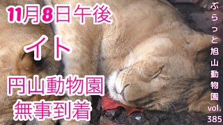 【速報：ライオン】イト円山動物園移動完了！クレイとの同居は状況判断し実施予定も？繁殖に関しては現状なしvol385@旭山動物園/Lion Ito moved to another zoo