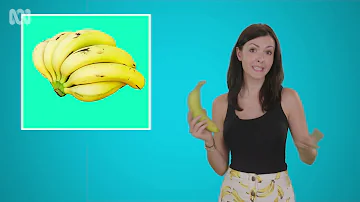 Is a banana an herb?