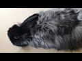 Barn to Yarn: Angora Rabbits