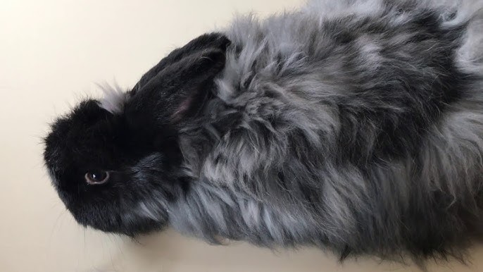 🧶🥢How to knit with Eyelash yarn to give that Angora Rabbit effect