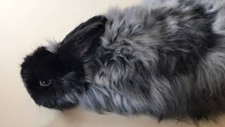 Barn to Yarn: Angora Rabbits