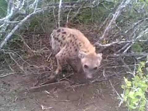 SOMALI WARABE CUNAYSA