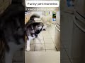 Daily funny pets 92
