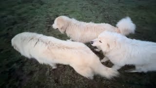 Trio of Great Pyrenees!