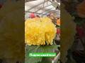 Клубневая бегония нашей селекции DS-Golem Dazzle #begonia #бегонии #клубневаябегония