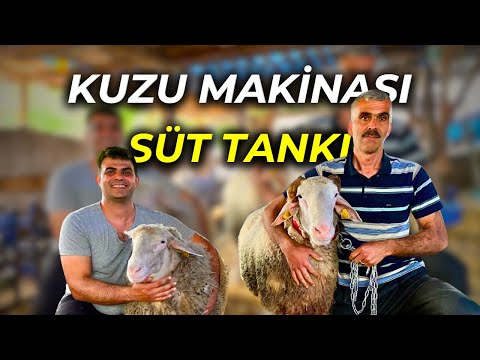 YOK BÖYLE BİR KOYUN | İNEK GİBİ SÜT VEREN SÖNMEZ KOYUNU