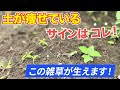土が痩せているサインはコレ！この雑草が生えます！