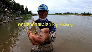ตกปลากระแหแม่น้ำปิง[4K] #ด้วยเหยื่อแมลง Fly Fishing