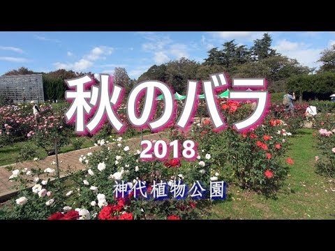 神代植物公園 秋のバラ２０１８ Autumn Roses Youtube