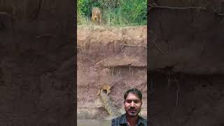 crocodiles attack tiger #animals #shorts #viral #nature #africa 🐤