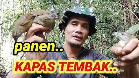 MIKAT KAPAS TEMBAK DAPAT BANYAK #mikat #kapastembak #hutankalimantan