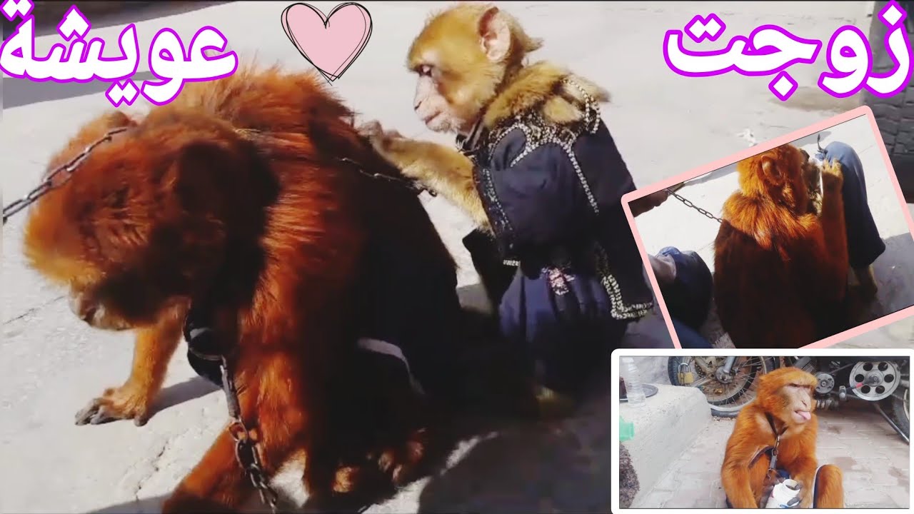 واخيرا ..... مشيت الى موسم اداوكنيضيف باش نزوج عويشة🐒👨‍❤️‍💋‍👨💍🔥