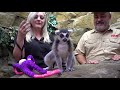 Safari Encounters with Cutest Lemur!