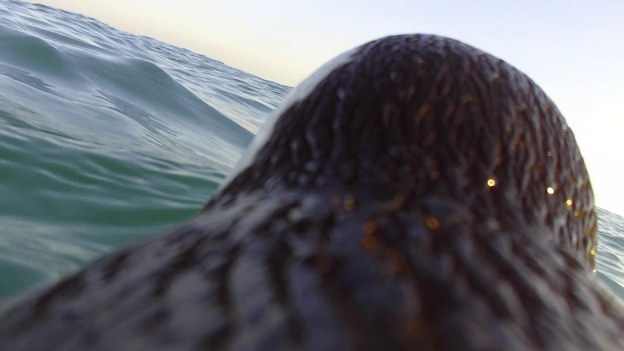 African penguin diving and foraging for fish underwater 