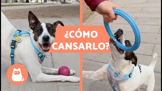 ¿Cómo CANSAR a un PERRO?  | 7 Maneras de Cansar a un PERRO Física y Mentalmente ✅