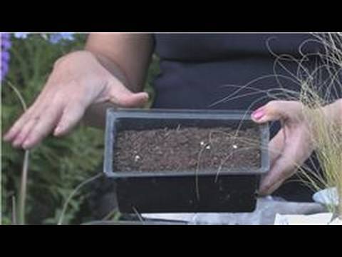 Video: Container Gown Pampas Grass - ¿Se puede cultivar Pampas Grass en macetas?