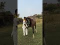 Indian Horse #highlightseveryone #animalrescue #snakerescue #wildliferescue #wildlife #horse #shorts