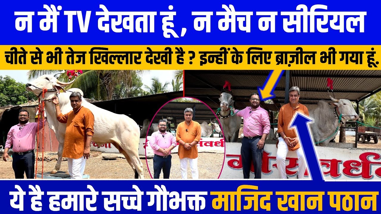 Bullet से भी तेज़ Khillar, ऐसी गाय नही देखी कभी | Majid Pathan रचना खिल्लार फार्म |