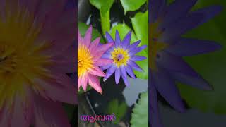 Waterlily / plant stories#garenafreefire #flowers