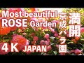 4k   Most Beautiful  Rose Garden in the World 京成バラ園 ローズガーデン 薔薇園 植物園 バラ祭り Japan Keisei garden Japan