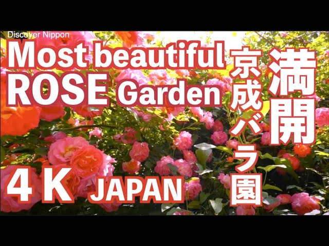 バラ園に行く