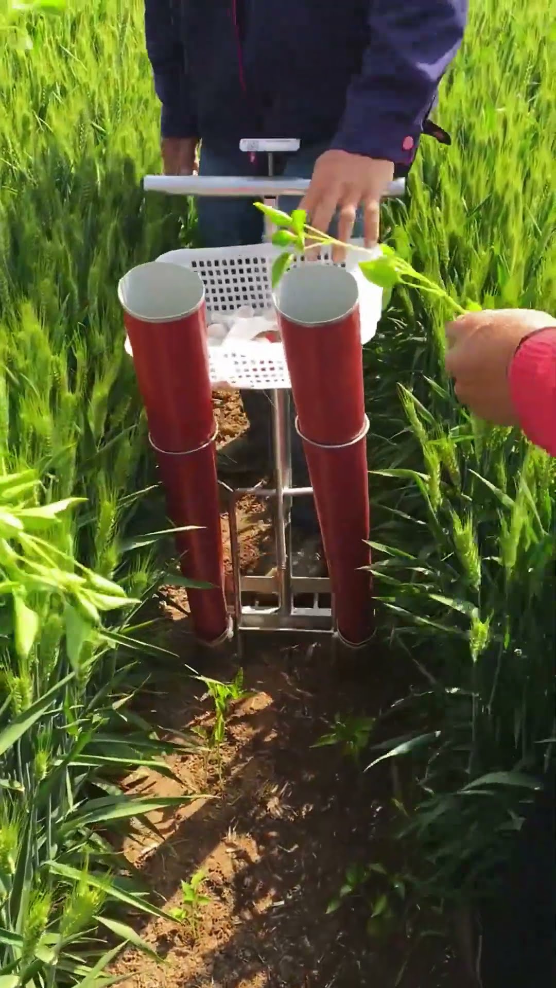 Pepper seedling transplanting process- Good tools and machinery make work easy