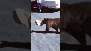 Bear breaks into car, steals food #shorts #youtubeshorts #bear