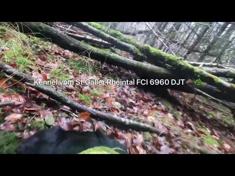 Wild boar hunting with German hunting terriers Kennel vom St.Galler Rheintal FCI 6960 DJT🐗🌿