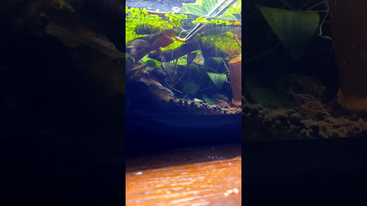 Poisonous Newt Aggressive Feeding 