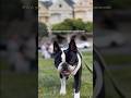 POV: you open my mom’s camera roll🎥 #dogs #bostonterrier #funnydogvideos