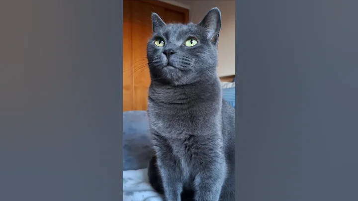 Video 11741201: korat cat, korat kittens, cat beautiful kitten, cat kitten cute beautiful, cat cute gatos