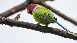 Plumheaded Parakeet Malel ARAI Tekdi Pune l Nikon Coolpix P950#shortvideo#bird#nature#photography