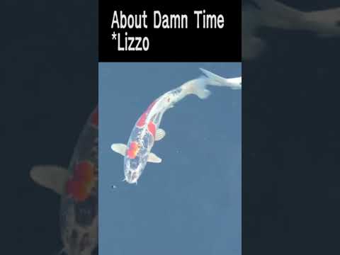 About <strong>Damn</strong> Time(이제야 오냐 제길)Lizzo (리조)노래  음원차트 상위곡,@shorts,