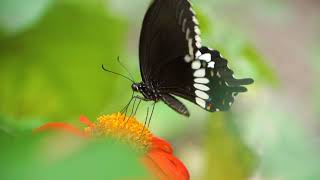The Beauty of Pollination - Moving Art™