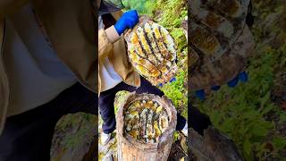 Beehives inside tree trunks are completely natural occurrences on high mountains. #bee #honey